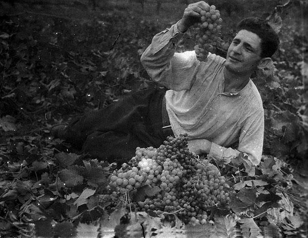 Picking grapes in "Stalin" Jewish Kolkhoz, Azerbaijan (USSR) 1940's (The Oster Visual Documentation Center, ANU – Museum of the Jewish people, courtesy of Israel Foreign Office)