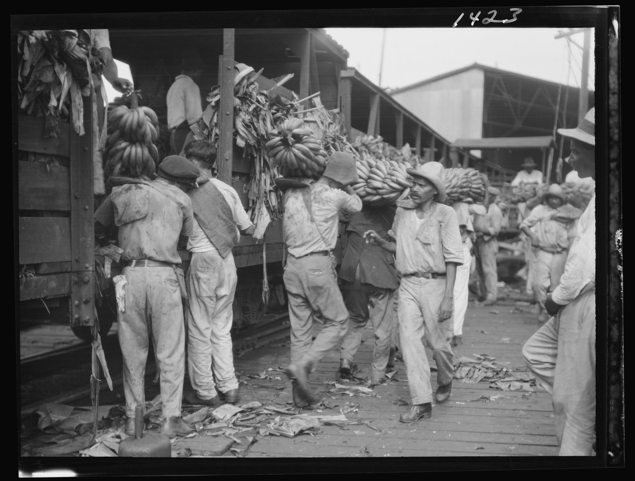 פועלים פורקים אשכולות בננות בנמל ניו אורלינס, שנות ה-1920 (ארכיון ספריית הקונגרס האמריקאי, ויקיפדיה)