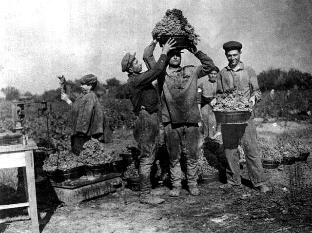 Jews working in the vinyard of the Stalin Kolkhoz, USSR, 1930's (The Oster Visual Documentation Center, ANU – Museum of the Jewish people)