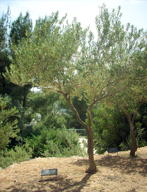 The tree planted in honor of the Puchalski family recognized as Righteous Among the Nations at Yad Vashem